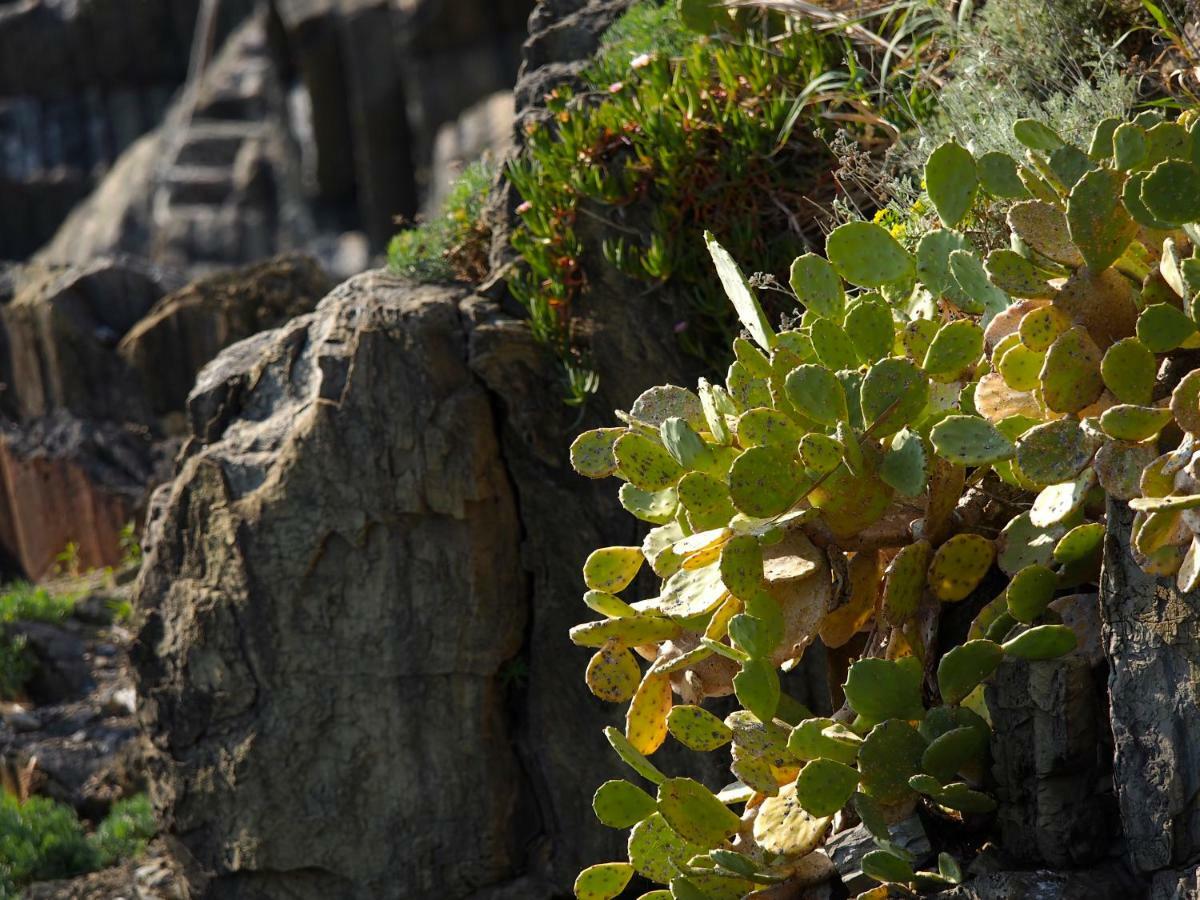 Agave Room Rental Riomaggiore Dış mekan fotoğraf